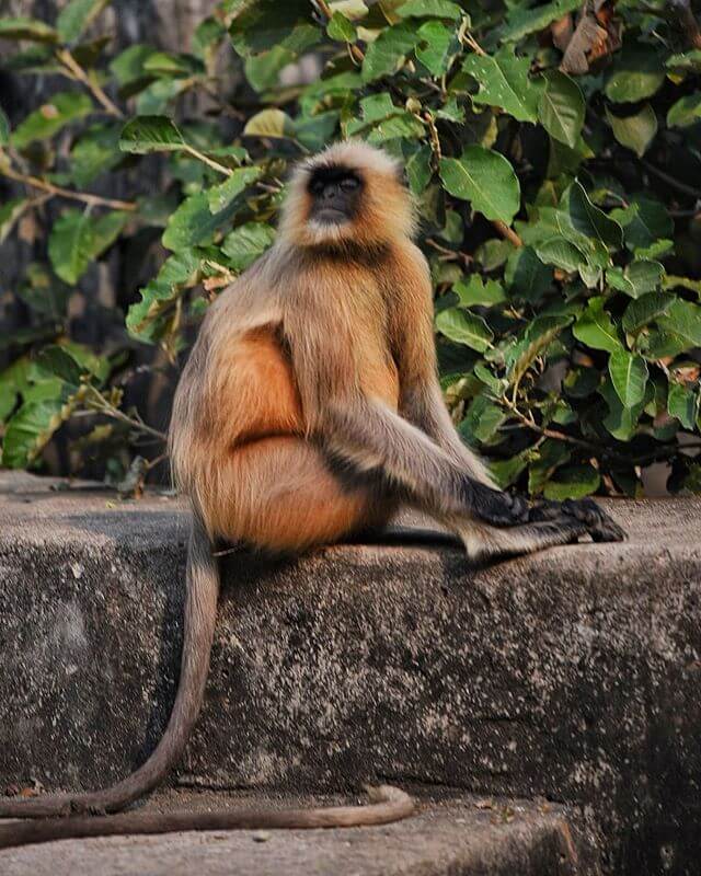 Langoor in Ranthambore