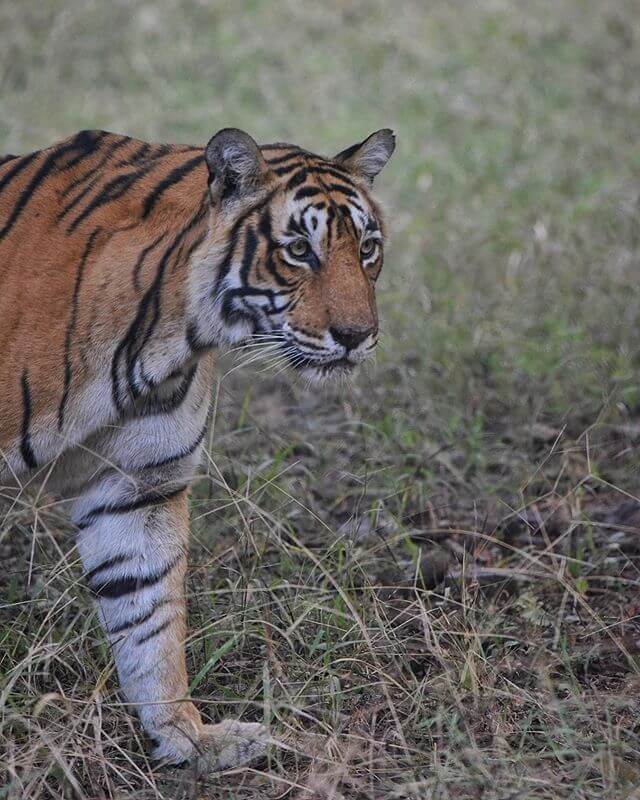 Tiger Sighting at Ranthambore