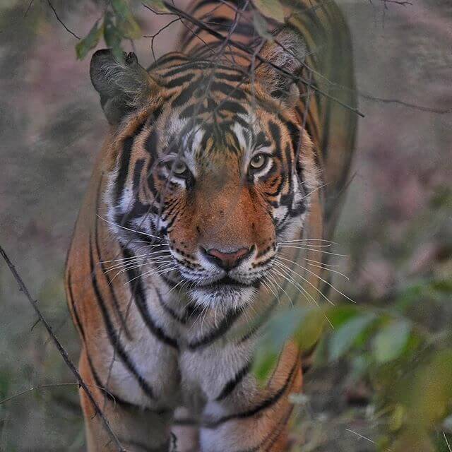 Tiger seeing at Ranthambore