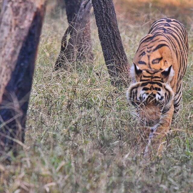 Tigers seeing ranthambore