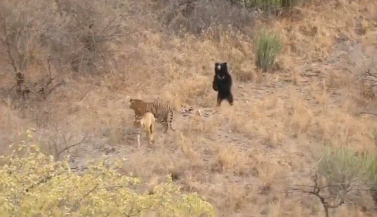 Sloth bear scaring two tigers
