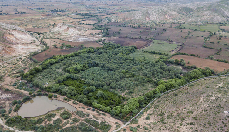 A-little-forest-with-its-own-water-holes