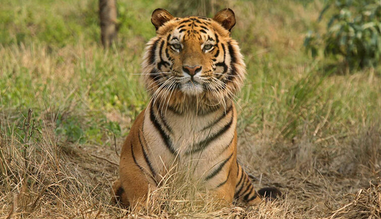 mini-forest-tiger-reserve-ranthambore