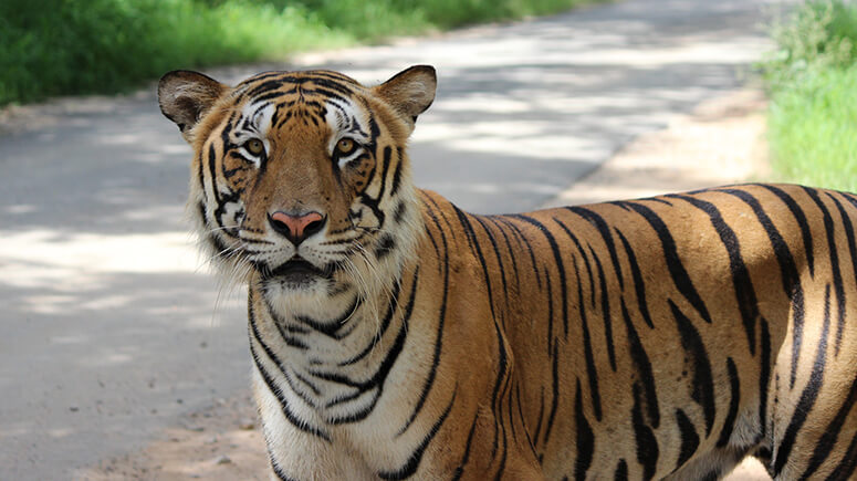 Bandipur_Pic_Fotolia