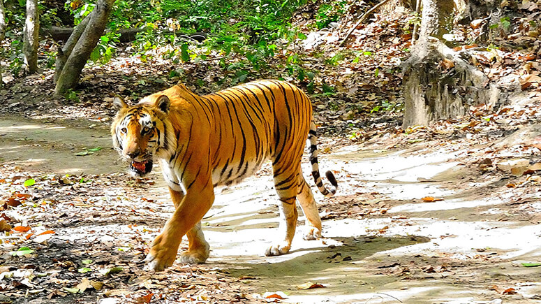 Corbett_National_Park_Tiger_Pic_Rohit_Manuja