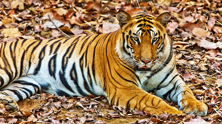 Bandhavgarh_Pic_Shutter_Stock