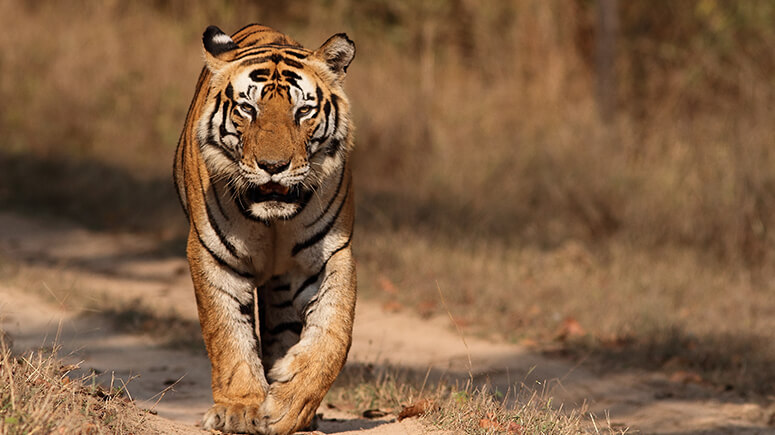 Kanha_National_Park_Pic_Shutter_Stock