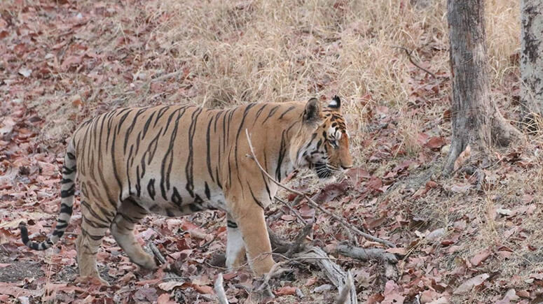 Pench_National_Park_Pic_Pinterest