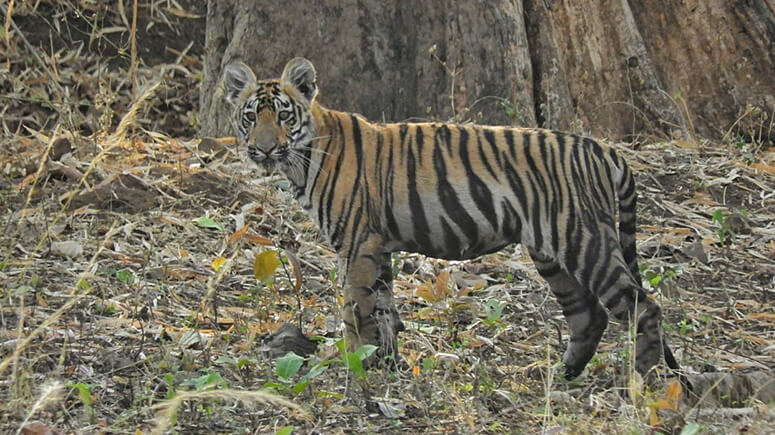 Tadoba_National_Park