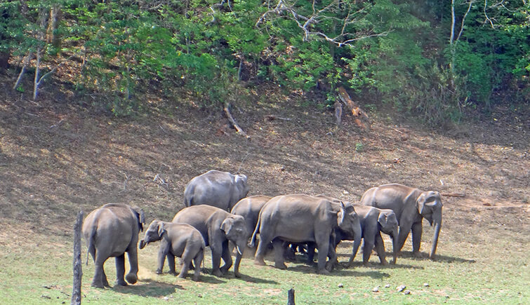 Periyar-National-Park,-Kerala