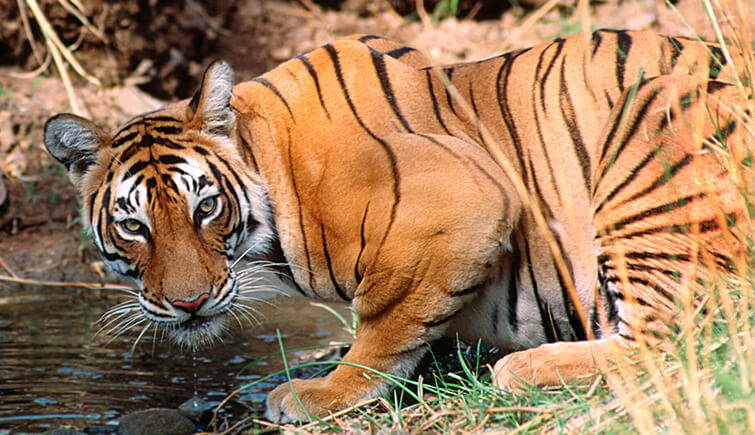 tiger-drinking-water-panna-park