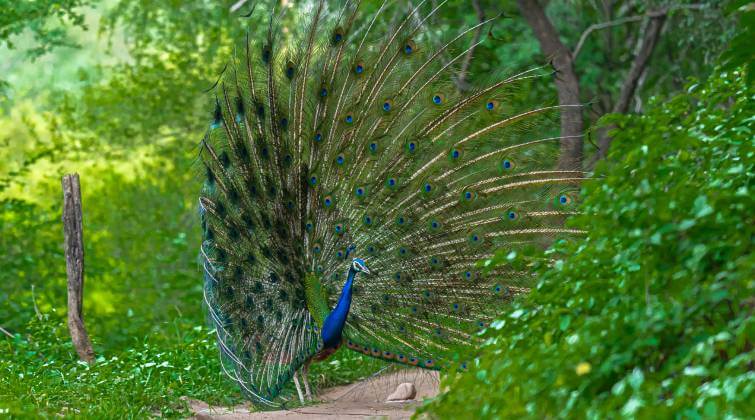 Peacock feathers look amazing under microscope in viral clip