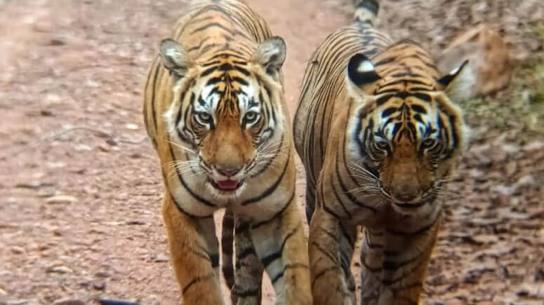 Ranthambore National Park Tigers