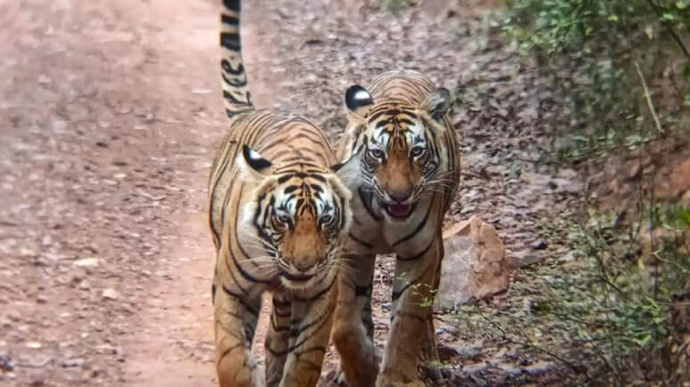 Ranthambore Tigers