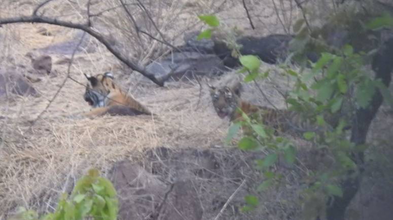 2 Tiger Cubs Spotted in Mukundra Hills Tiger Reserve