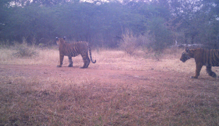 Tigress-107 Gives Birth to 2 Cubs