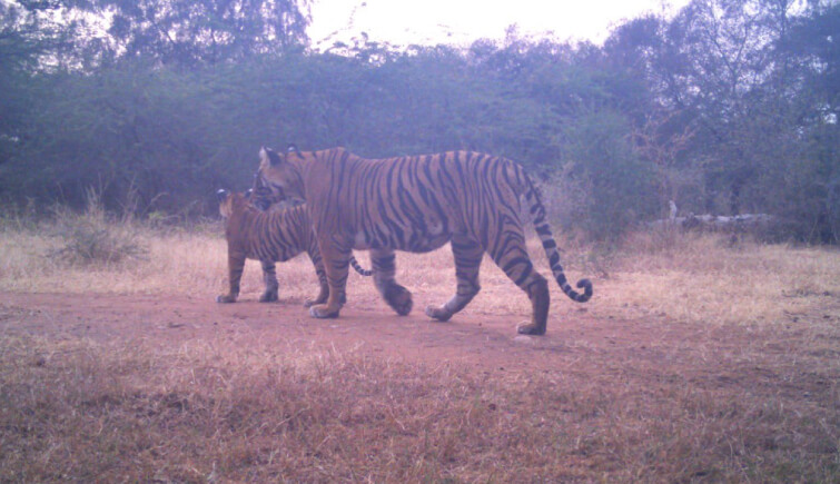 Tigress-107 Gives Birth to 2 Cubs