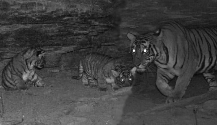 Tigress T-118, the Daughter of T-92, Gives Birth to Two Cubs