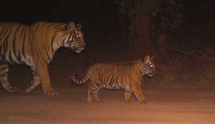 Ranthambore Tigress T 60 Spotted with Cub