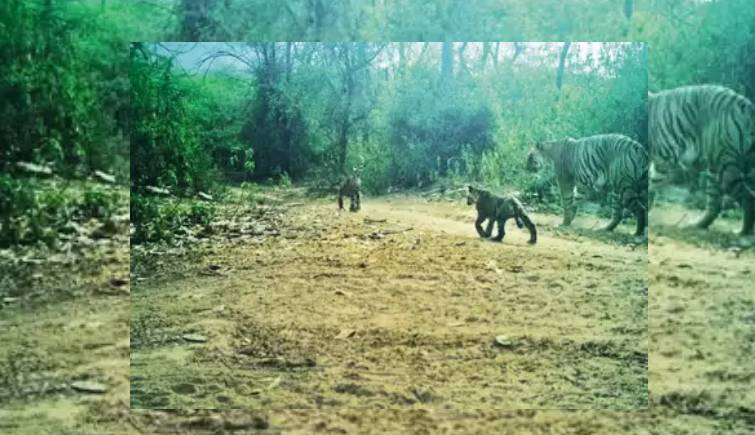 T-69 Spotted with Two Cubs