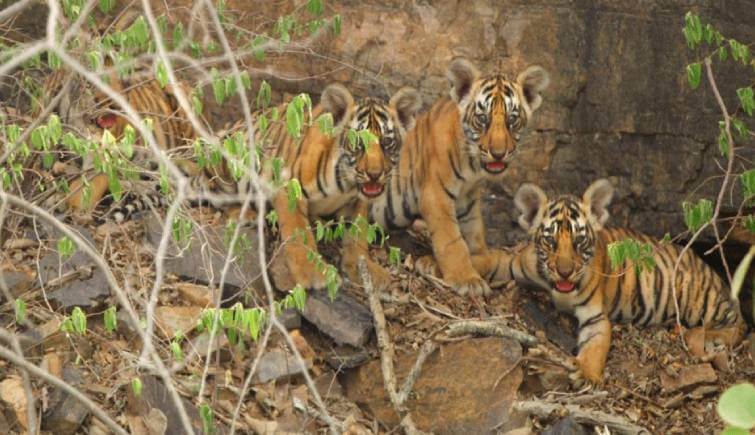 Tigress T-111 Seen with 4 Cubs in Ranthambore National Park, Rajasthan