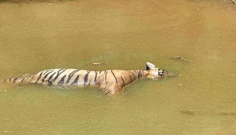 T-65 Found Dead in Ranthambore