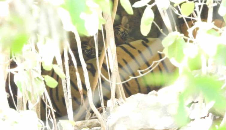 Tigress Arrowhead aka T84 Spotted with 2 Cubs at Ranthambhore