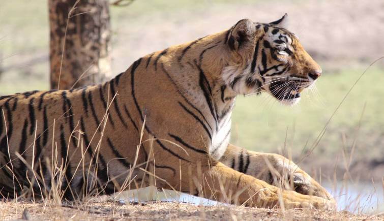 Ranthambore National Park Tiger