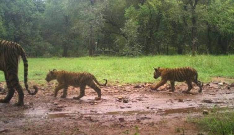 Tigress T-105 was spotted with her three new born cubs in Ranthambore