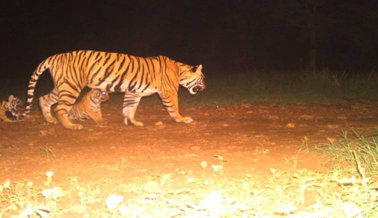 Tigress T-105 was spotted with her three new born cubs