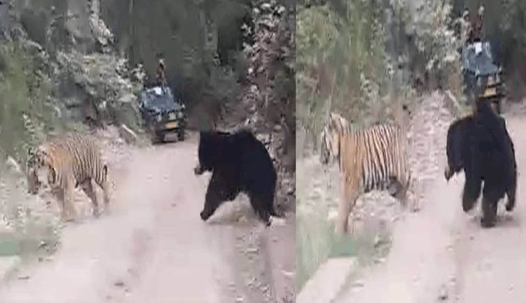 Tiger Chased by Bear at Ranthambore National Park