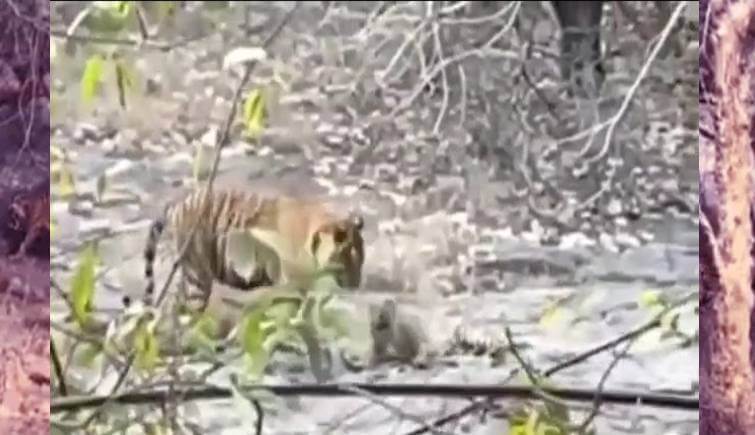 Tiger Leopard Fight at Ranthambore