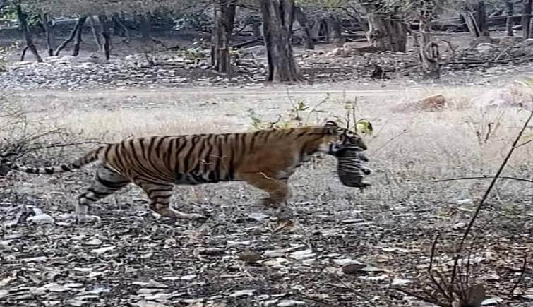 Tigress T-39 Noor spotted with a Cub
