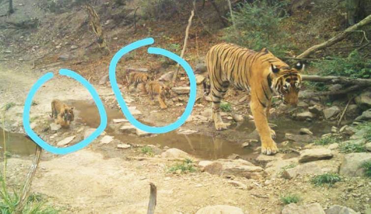 Good News- Tigress T-93 Gives birth to 3 Cubs in Ranthambore National Park