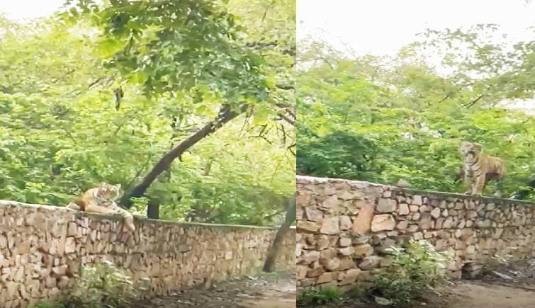 Tigress Sultana Spotted on Ganesh Temple Road Ranthambore