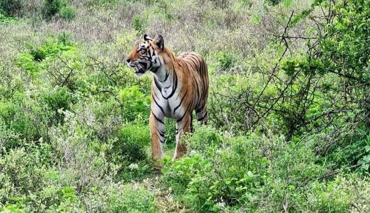 Tigress T102 Ranthambore