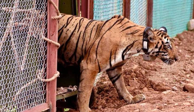 Tigress T102 Shifted to Ramgarh Tiger Reserve