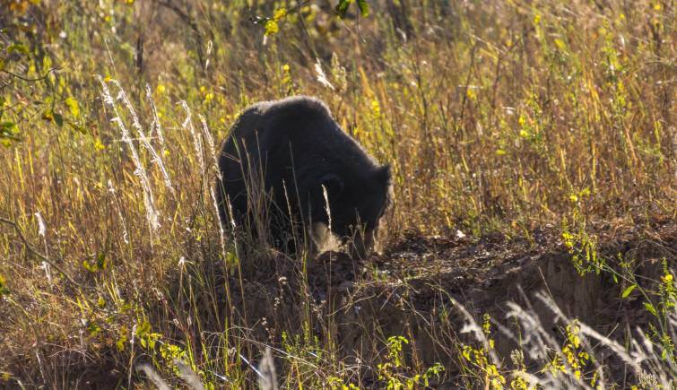 India Sloth Bear