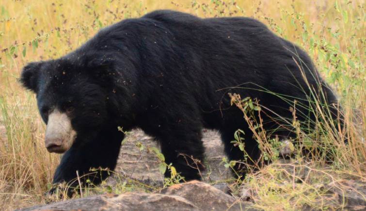 India Wildlife- Sloth Bear India