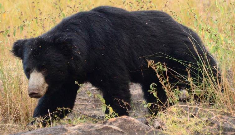 Sloth Bear in India