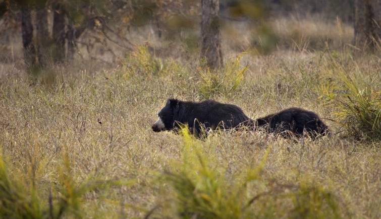 Sloth Bear in India