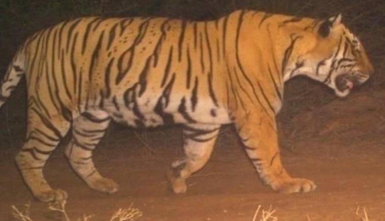 Frequently Asked Questions - Tiger