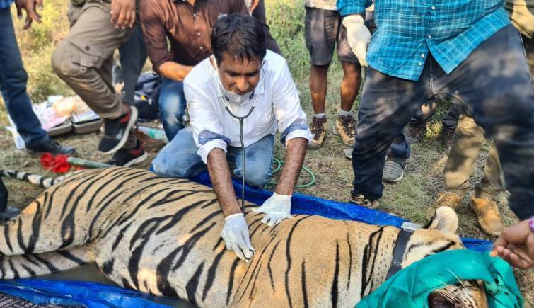 T113 Shifted to Sariska Tiger Reserve