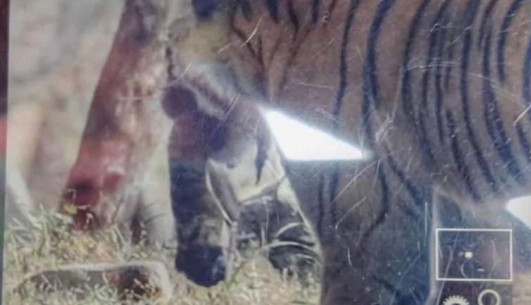 Riddhi Spotted with Cub