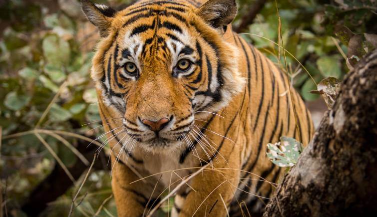 Siberian Tigers: Facts, Threats, and Conservation Efforts