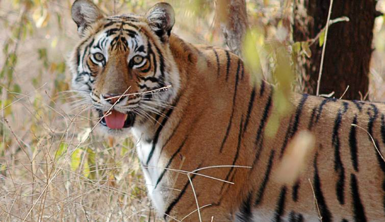 The Royal Bengal Tiger - Tiger Safari India