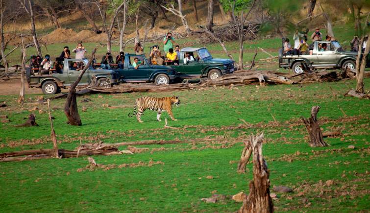 Tiger Safari