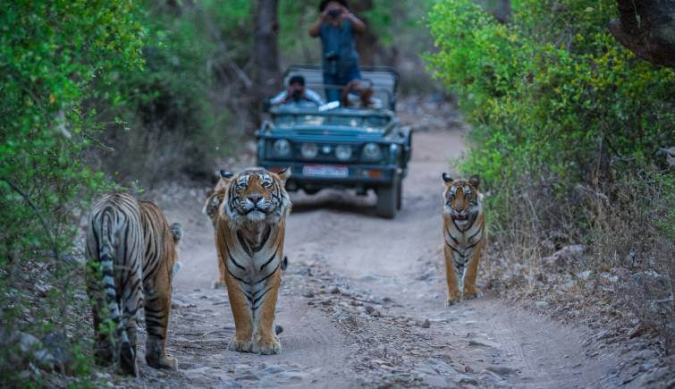 Tiger Sightings