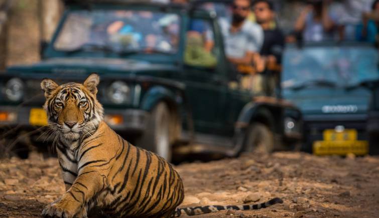 tiger tourism industry