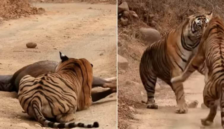 Tigers Clash Over Food at Ranthambore National Park